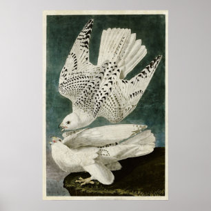 Plate 366   Iceland or Jer Falcon Poster