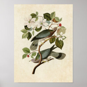 Plate 367 Band-Tailed Pigeon Birds of America Poster