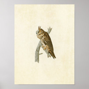 Plate 383 Long-Eared Owl Birds of America Poster