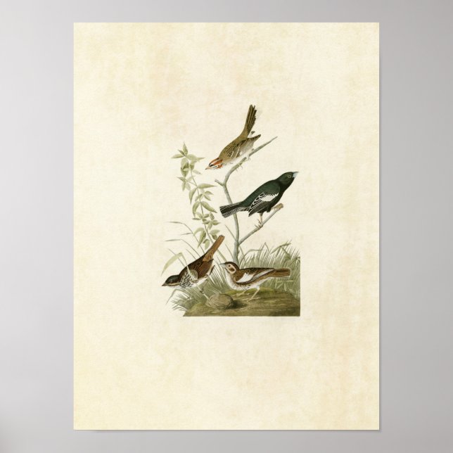 Plate 390 | Lark Finch, Prairie Finch & Sparrow Poster (Front)