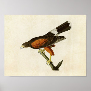 Plate 392   Louisiana Hawk   Birds of America Poster