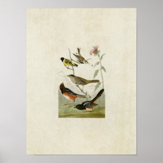 Plate 394 | Finches, Siskin & Bunting Poster