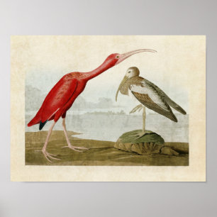 Plate 397   Scarlet Ibis   Birds of America Poster