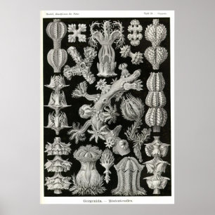Plate 39 Gorgonia Poster