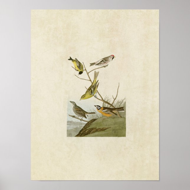 Plate 400 | Siskin, Redpoll, Tanager & Finch Poster (Front)