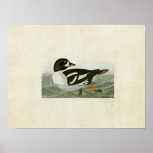 Plate 403   Golden-Eye Duck   Birds of America Poster