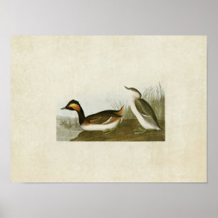 Plate 404   Eared Grebe   Birds of America Poster