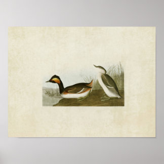 Plate 404 | Eared Grebe | Birds of America Poster