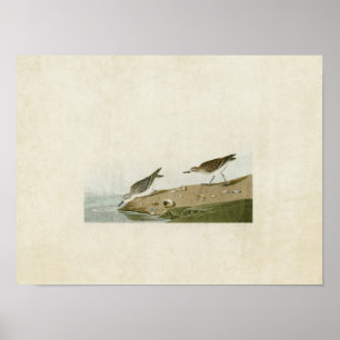 Plate 405 Semipalmated Sandpiper Poster