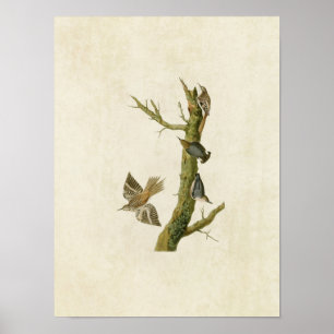 Plate 415   Brown Creeper and Californian Nuthatch Poster
