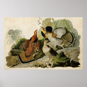 Plate 41   Ruffed Grouse   Birds of America Poster