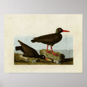 Plate 427 Assorted Oystercatchers Poster