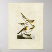 Plate 433 | Orioles, Goldfinch and Thrushes