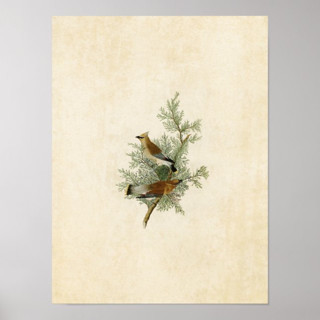 Plate 43 | Cedar Bird | Birds of America Poster (Front)