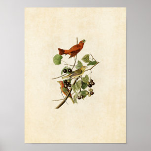 Plate 44 Summer Red Bird Birds of America Poster
