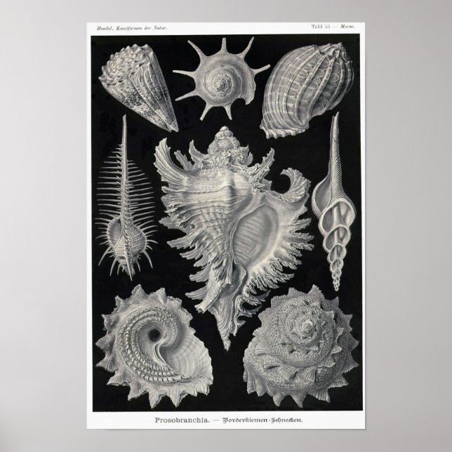 Plate 53. Prosobranchia. Poster (Front)