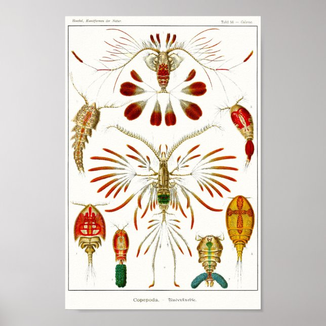 Plate 56. Copepods. Poster (Front)