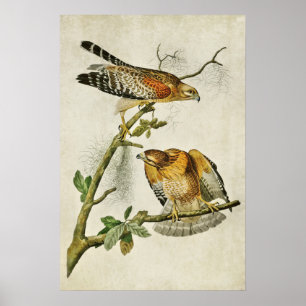 Plate 56   Red-Shouldered Hawk   Birds of America Poster