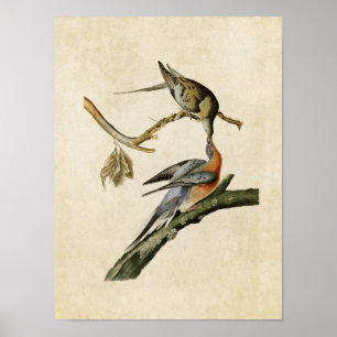 Plate 62 Passenger Pigeon Birds of America Poster