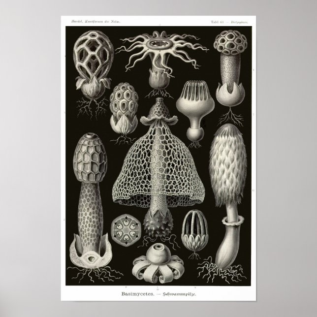 Plate 63. Basidiomycetes. Poster (Front)