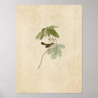 Plate 64 | Swamp Sparrow | Birds of America Poster