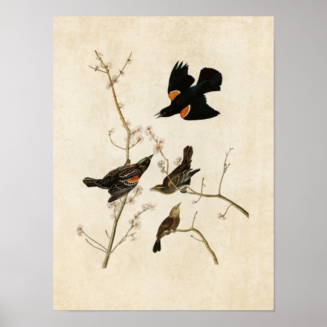 Plate 67 | Red-Winged Starling or Marsh Blackbird Poster (Front)