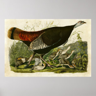 Plate 6   Wild Turkey   Birds of America Poster