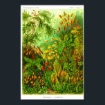 Plate 72. Muscinae. Poster<br><div class="desc">Muscinae (now Bryophyta) Mosses,  small flowerless plants that usually grow in clumps in damp and shady places. Plate 72 from Ernst Haeckel's "Kunstformen der Natur" (Art-forms of Nature) 1900.</div>
