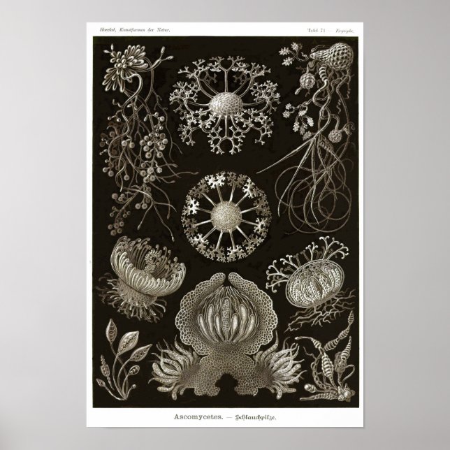 Plate 73. Ascomycetes. Poster (Front)