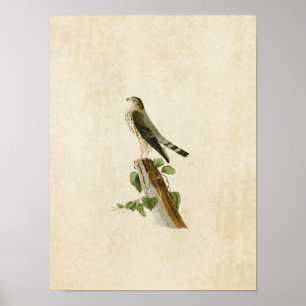 Plate 75 Le Petit Caporal Birds of America Poster