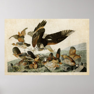 Plate 76 | Virginian Partridge | Birds of America Poster