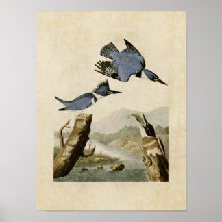 Plate 77 | Belted Kingfisher | Birds of America Poster