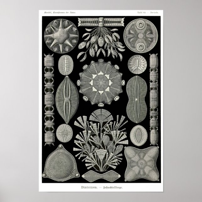 Plate 84. Diatoms. Poster (Front)