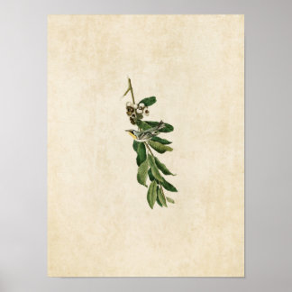 Plate 85 | Yellow-Throated Warbler Poster