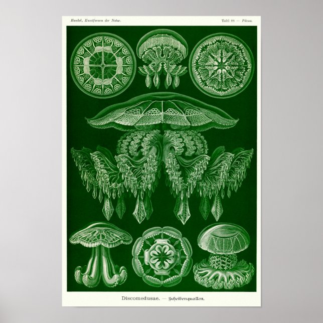 Plate 88. Discomedusae. Poster (Front)