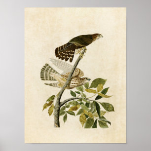 Plate 92   Pigeon Hawk   Birds of America Poster