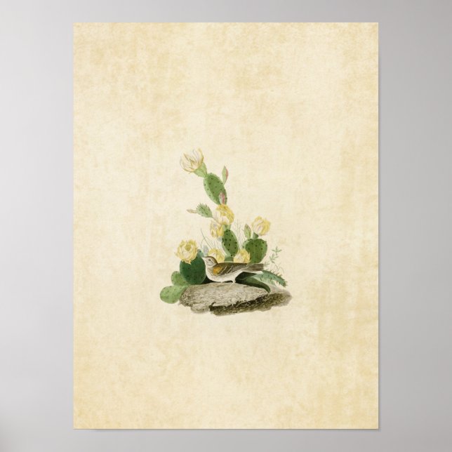 Plate 94 | Grass Finch or Bay-Winged Bunting Poster (Front)