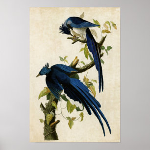 Plate 96 Columbia Jay Birds of America Poster