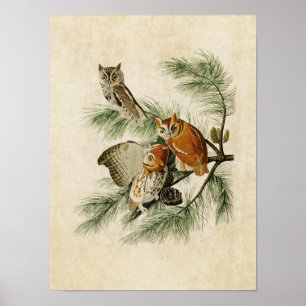 Plate 97 Little Screech Owl Birds of America Poster