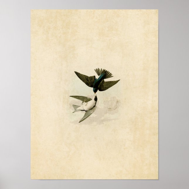 Plate 98 | White-Bellied Swallow Poster (Front)