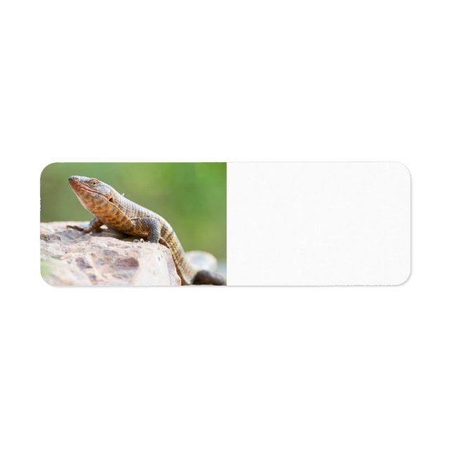 Plated Lizard (Front)