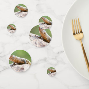 Plated Lizard Confetti