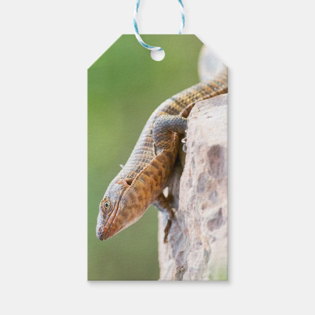 Plated Lizard Gift Tags (Front)
