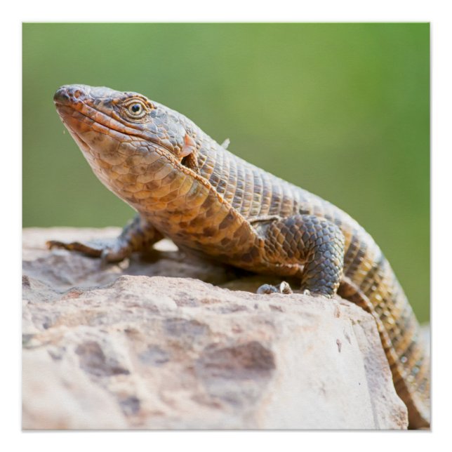 Plated Lizard Poster (Front)