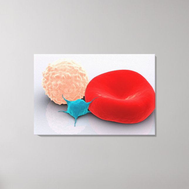 Platelet, Red And White Blood Cells Canvas Print (Front)