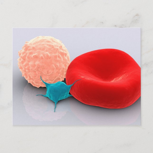 Platelet, Red And White Blood Cells Postcard (Front)
