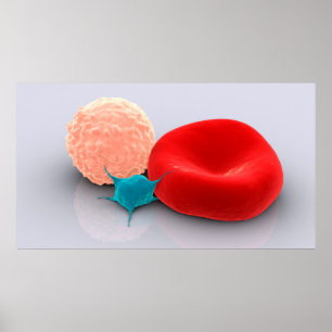 Platelet, Red And White Blood Cells Poster