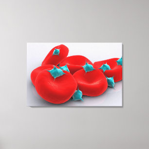 Platelets With Red Blood Cells 1 Canvas Print