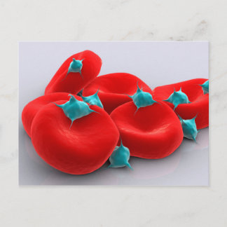 Platelets With Red Blood Cells 1 Postcard