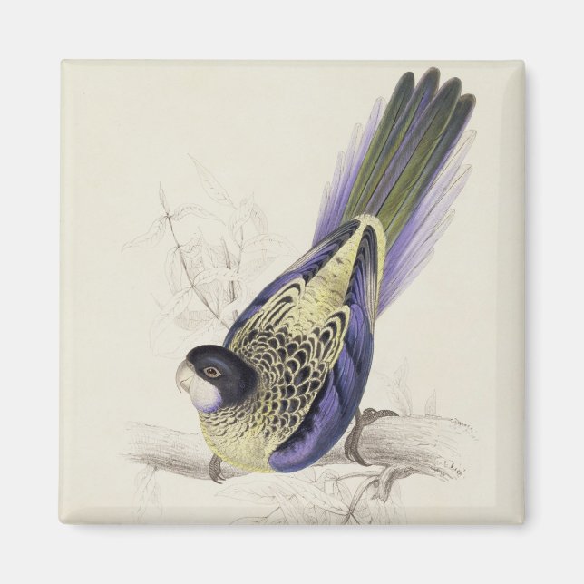 Platycercus Brownii, or Brown's Parrakeet (Plate 2 Magnet (Front)